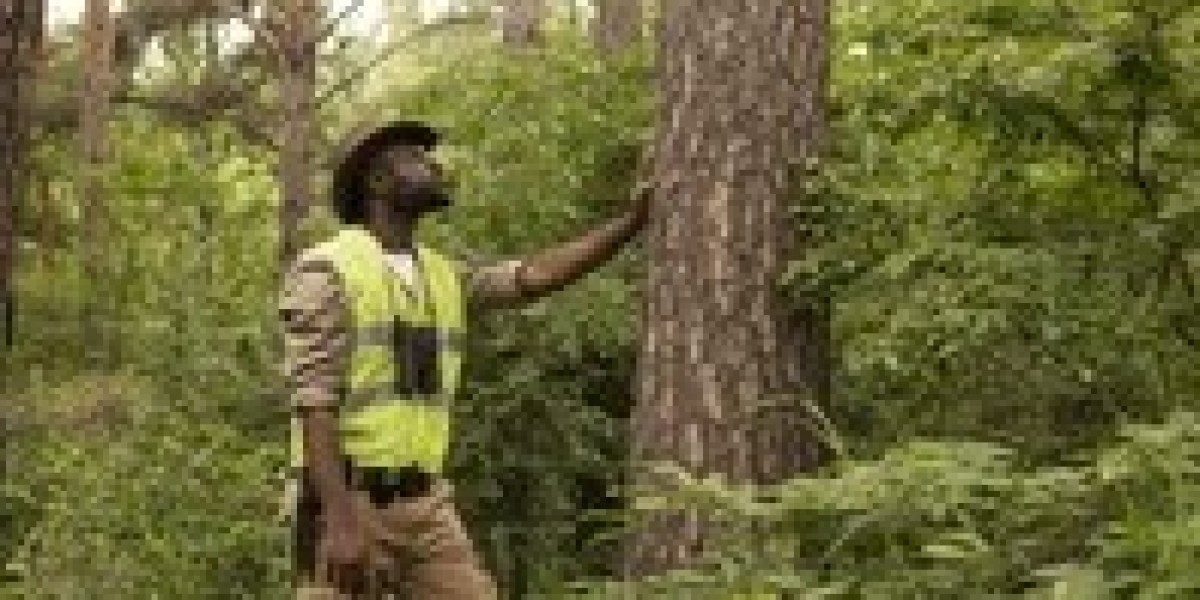 How to Choose the Best Local Tree Cutting Services in Your Area