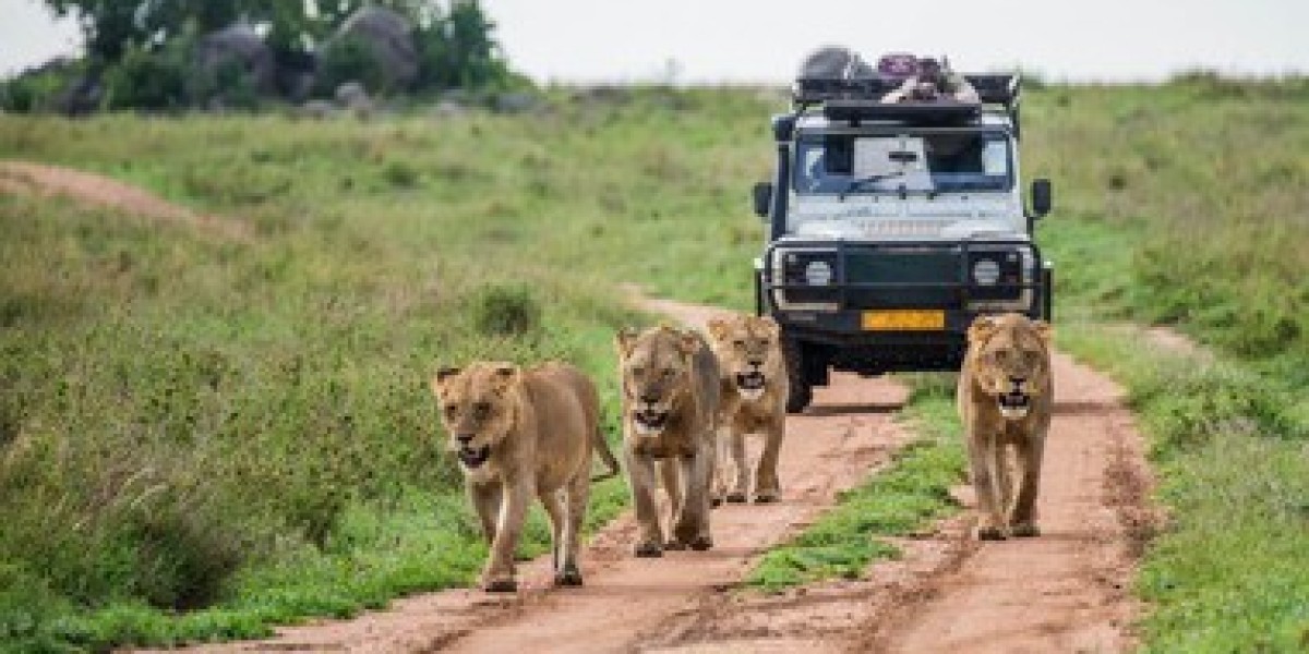 Top 5 Desert Safari Dubai Alternatives You Can Try in Sharjah